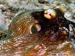 Portrait ofa common reef pctopus by Zaid Fadul 